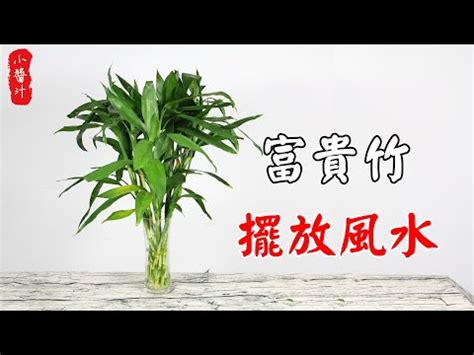 文昌位富貴竹|2024龍年風水／富貴竹買幾支？桃花要點擺？一文看。